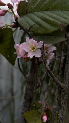 Cerasus serrulata iNat (2)