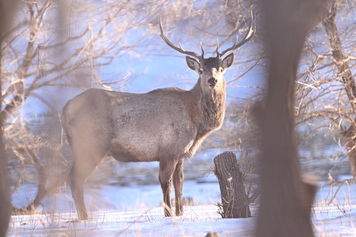 Wapiti, photo 4 of 7