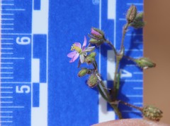 Spergularia bocconei