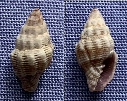 Vexillum roseum observed 2012-10-15