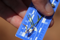 Spergularia bocconei