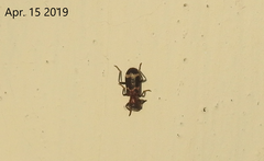 Thanasimus substriatus