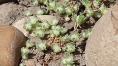 Psilocarphus tenellus