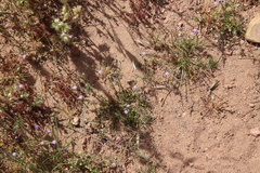 Spergularia bocconei