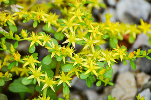 Sedum emarginatum, photograph 4