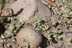 Psilocarphus tenellus