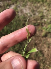 Limnodea arkansana