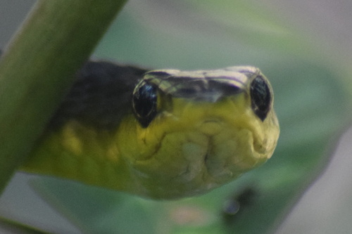 Common Tree Snake sighting