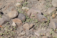 Psilocarphus tenellus