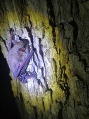 Myotis velifer