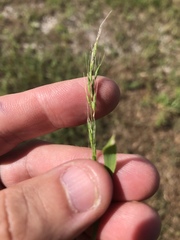 Limnodea arkansana