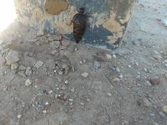 Megetra