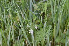 Scandix pecten-veneris