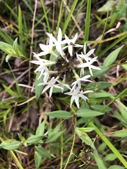 Amsonia rigida