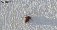 Urochela quadrinotata