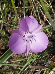 Calochortus uniflorus