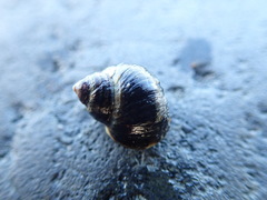 Littorina sitkana