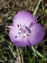Calochortus uniflorus