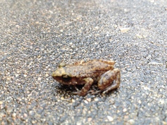 Eleutherodactylus marnockii