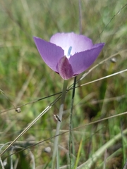 Calochortus uniflorus