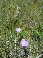 Calochortus uniflorus