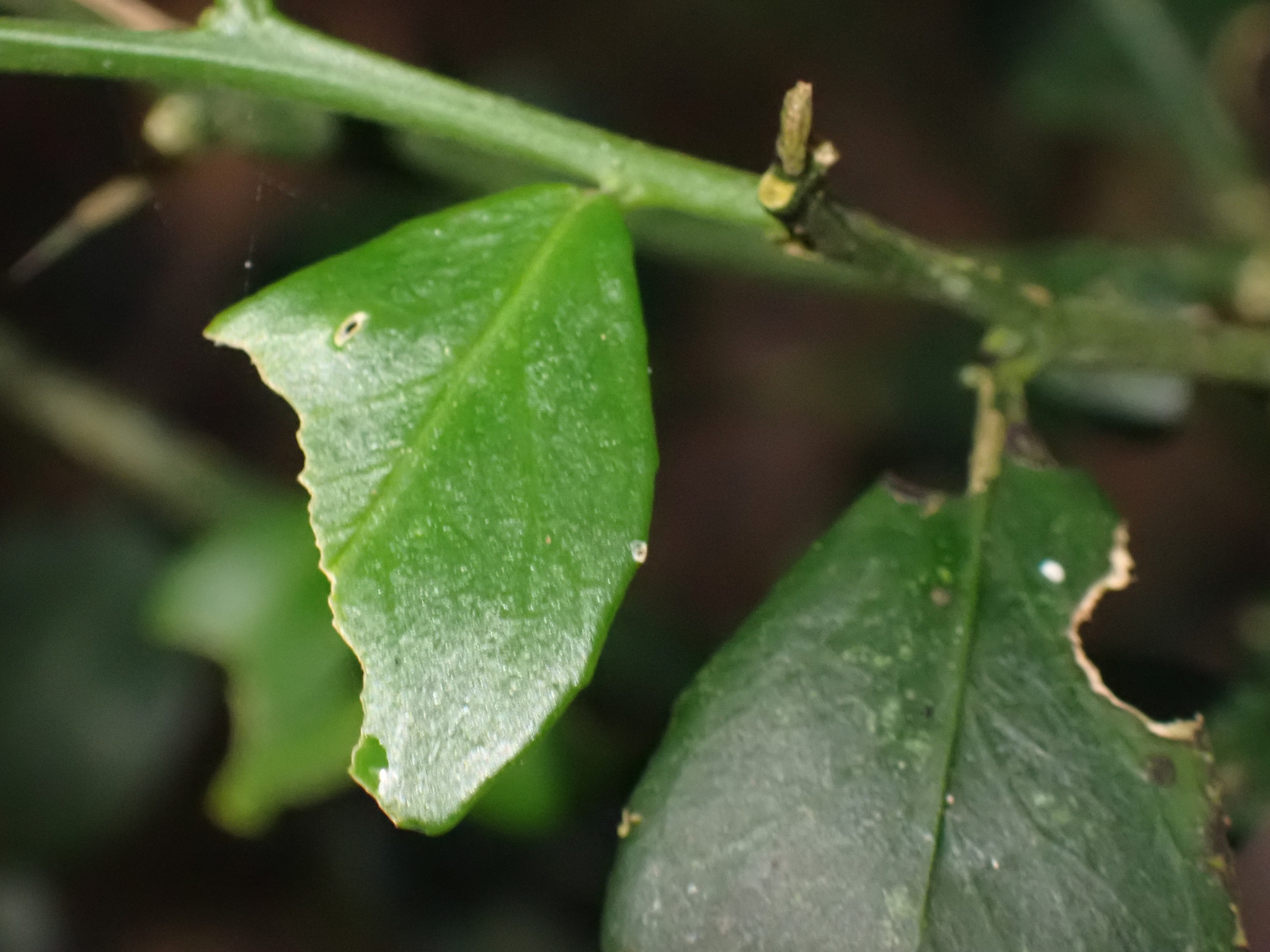 Imagem de Finger lime
