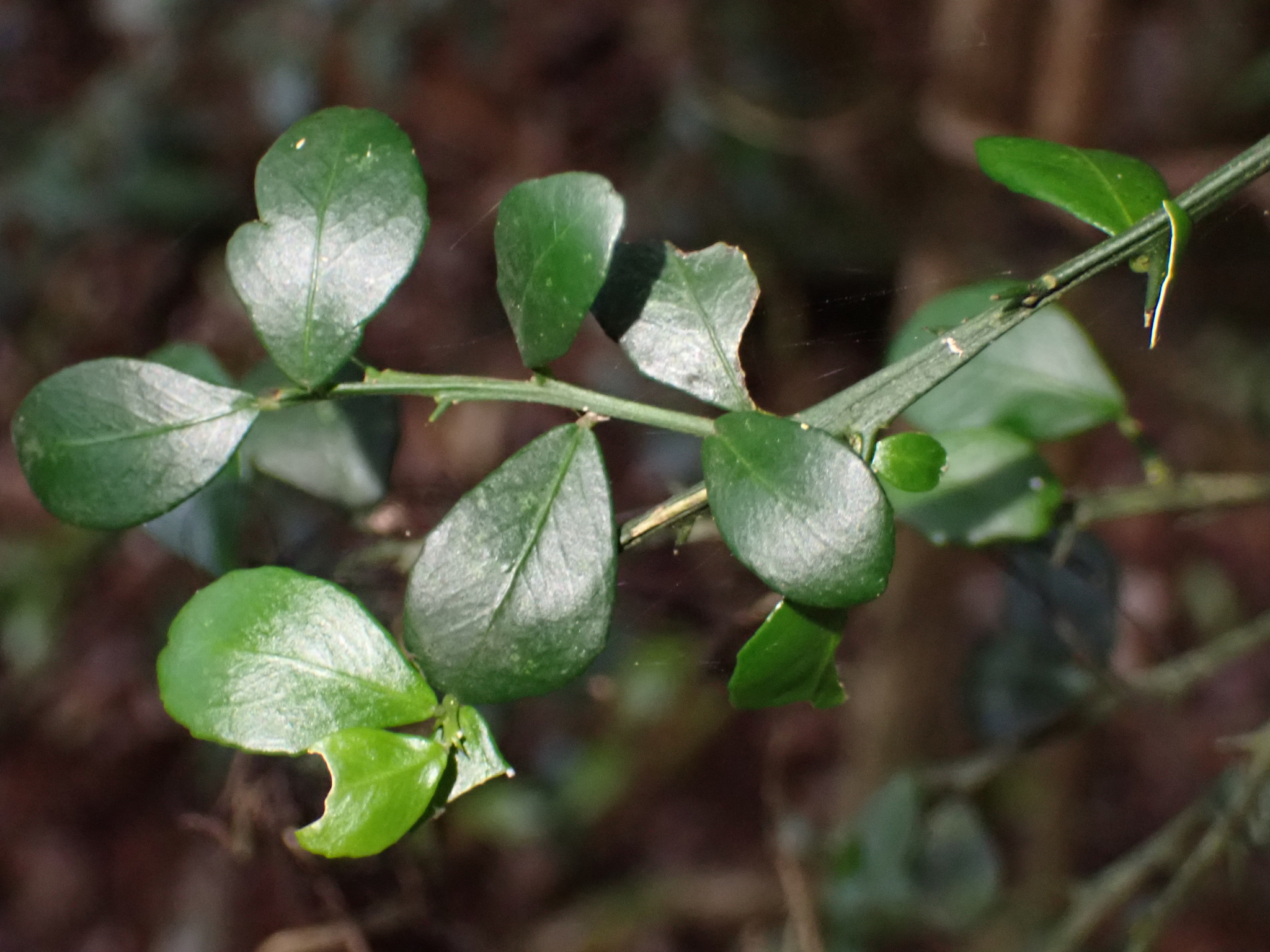Imagem de Finger lime