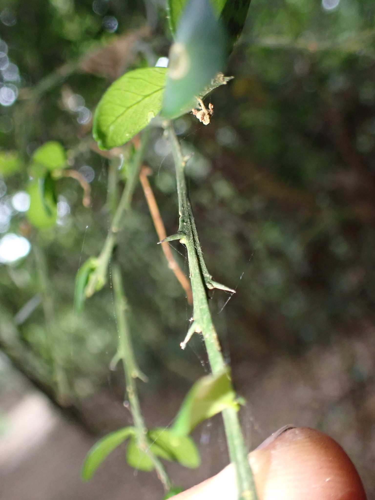 Imagem de Finger lime