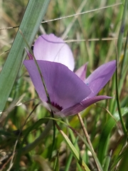 Calochortus uniflorus