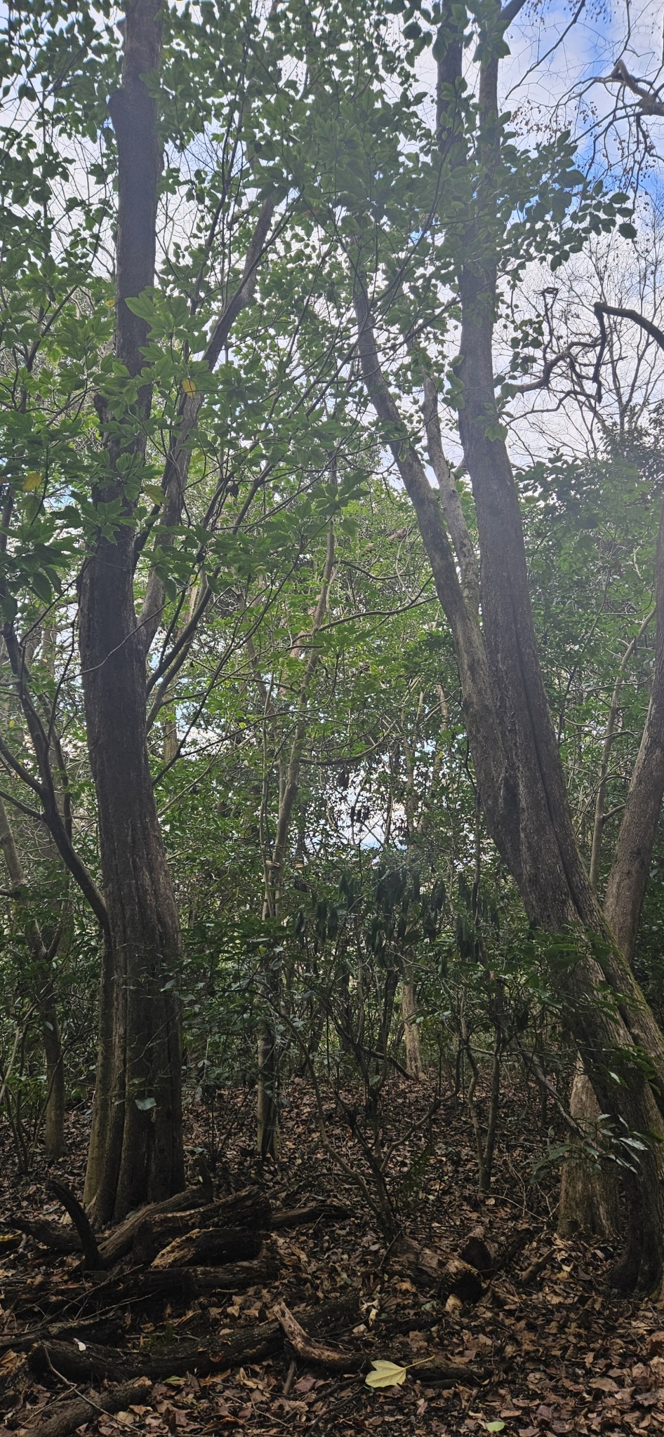 Imagem de Caqui