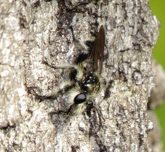 Laphria cinerea