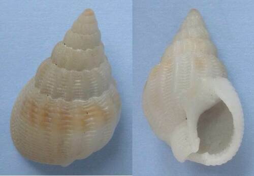 Representative image of Nassarius denticulatus