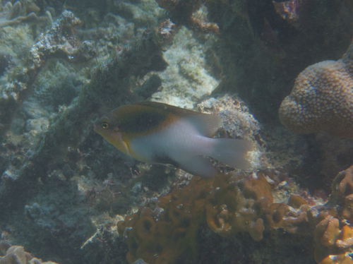 Blackvent Damsel — seen at this dive site