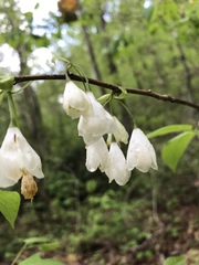 Halesia
