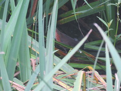 Laterallus melanophaius