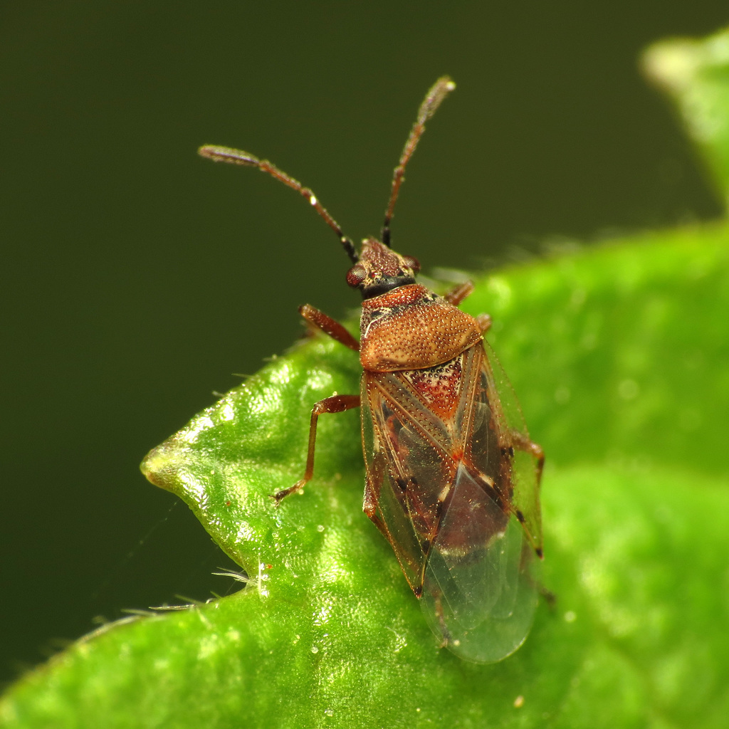 Ischnorhynchinae