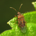 Kleidocerys resedae - Photo (c) Katja Schulz，保留部份權利CC BY