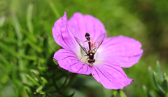 Dioprosopa clavata
