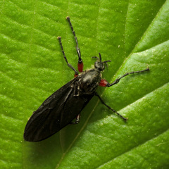 Bibio femoratus