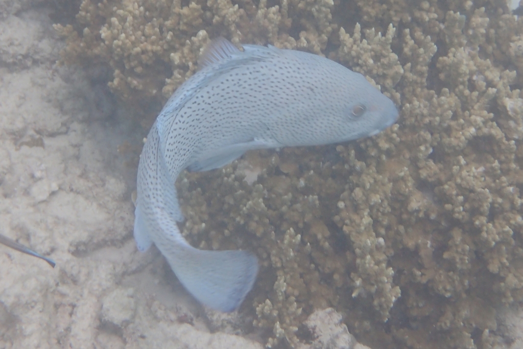 blue Maori