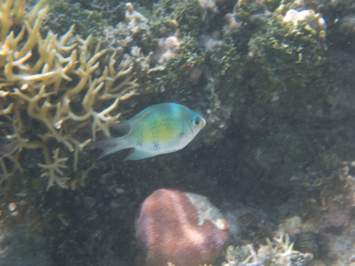 Staghorn Damsel — seen at this dive site