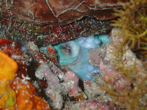 Day Octopus — seen at this dive site