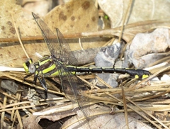 Gomphurus ozarkensis