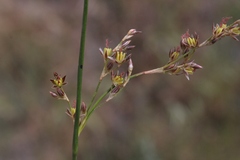 Juncus mexicanus