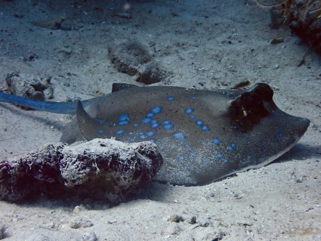 Masked Ray Maskrays from Raja Ampat, ID-IB, ID on October 26, 2023 at 02:43 PM by ...