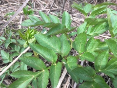 Angelica atropurpurea