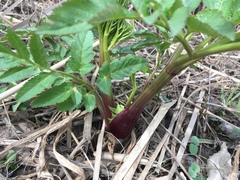 Angelica atropurpurea
