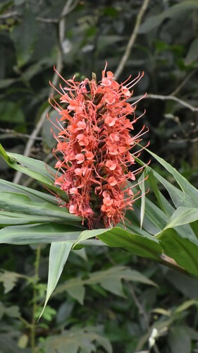 Foto de Gengibre-vermelho