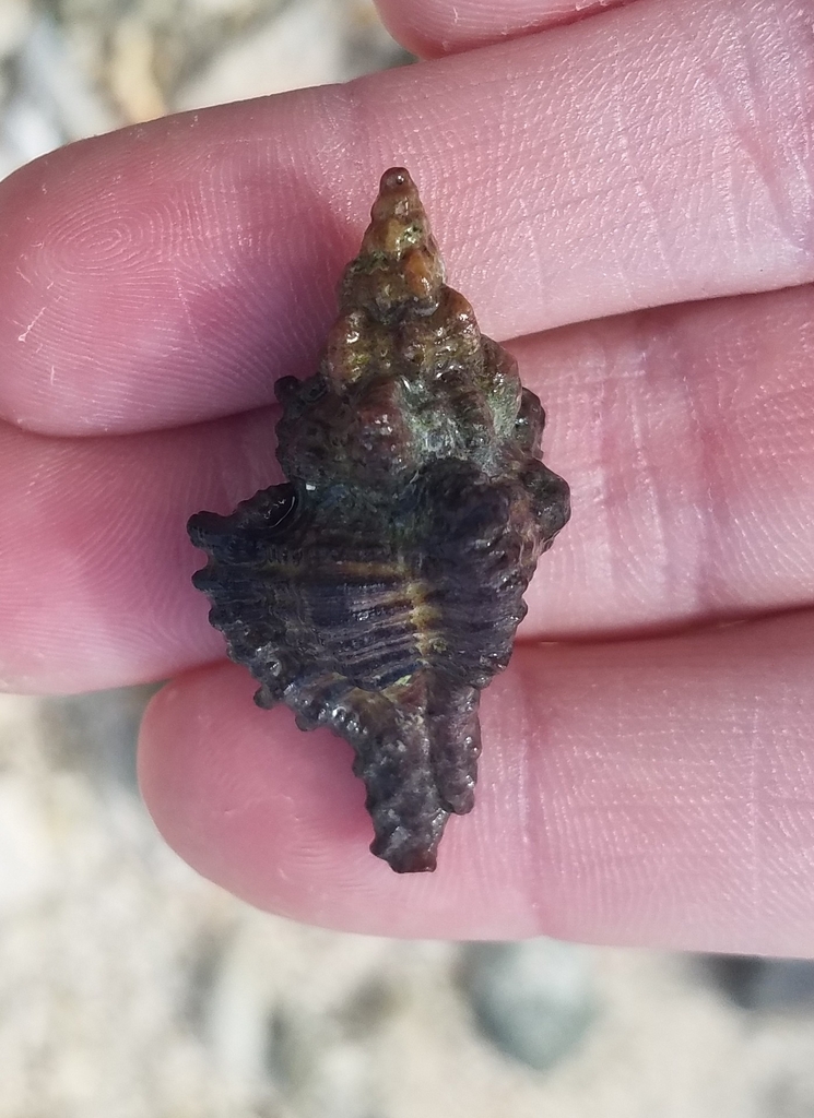 The Burnt Murex from 44RQ+5VW, Songsong, Rota Island 96951, CNMI on ...