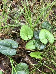 Hexastylis shuttleworthii